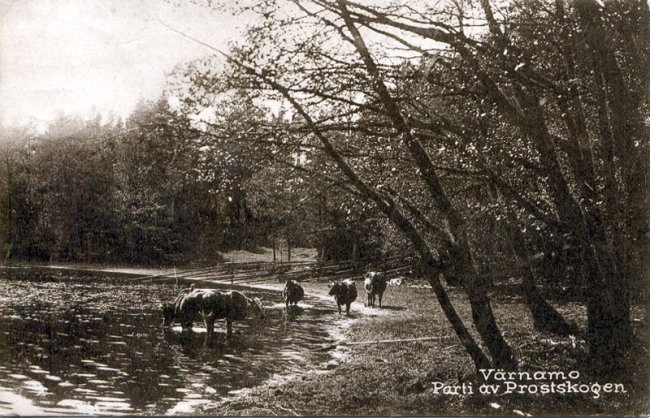 Parti av Prostskogen