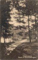 Parti av Prostskogen